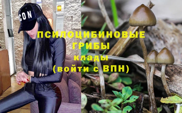 шишки Беломорск